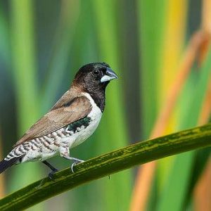 Bronze Winged Mannikin img