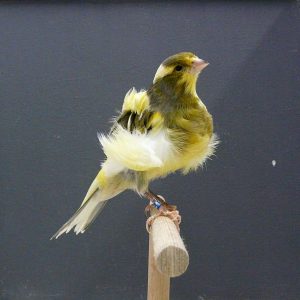 Canary - North Dutch Frill image