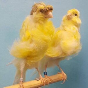 Canary - Parisian Frill image