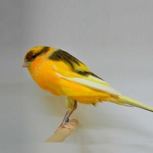 Canary - Yorkshire image