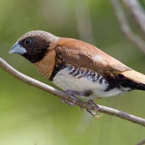Chestnut Breasted Mannikin image