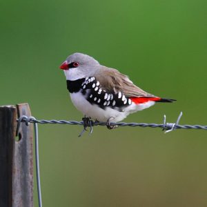 Diamond Firetail image
