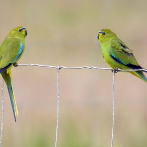 Elegant Parrot image