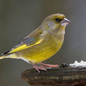 European Green Finch image