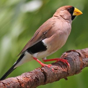 Masked Grass Finch img