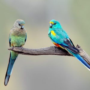 Mulga Parrot img