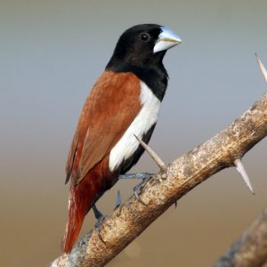 Munia - Tri Colored img