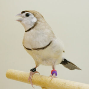 Owl Finch - Reg & Cinnamon img