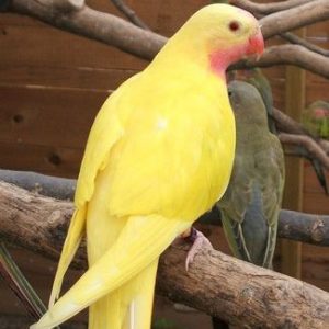 Princess of Wales Parakeet - Lutino img