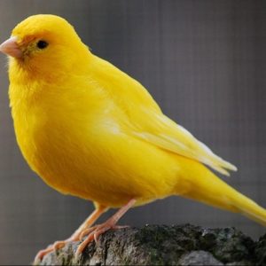 Canary Recessive Yellow !!!READY TO BREED!!! image