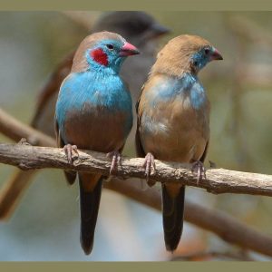 Red Cheeked Cordon Bleu Finch img