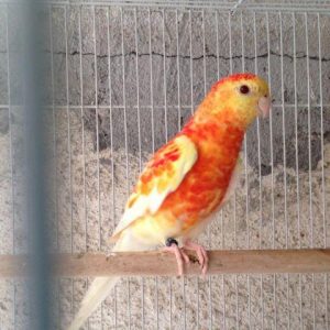 Red Rumped Parrot - Mutations & Classic img