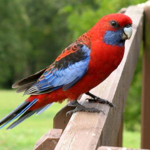 Rosella - Crimson Pennant - Red img