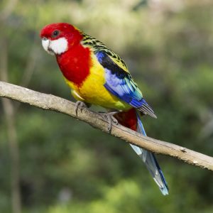 Rosella - Eastern Golden Mantel img