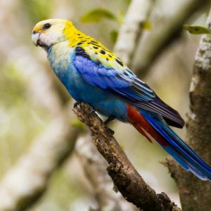 Rosella - Pale Headed img