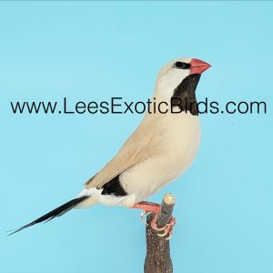 Shaft Tail - Cinnamon