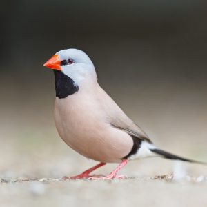 Shaft Tail - Regular image