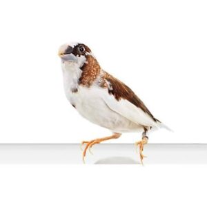 Society Finch - Regular ¡¡¡SALE 50% OFF!! img