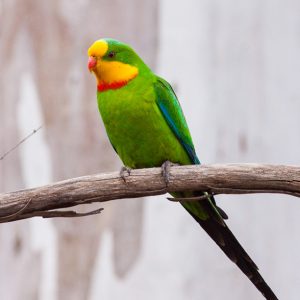 Superb Parrot image