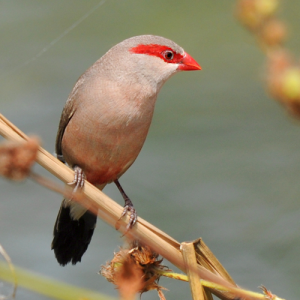 Waxbill - Red Eared Black Rump img
