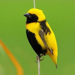 Yellow Crowned Bishop - Coloring Up img