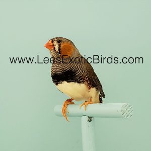 Zebra Finch - English / White img