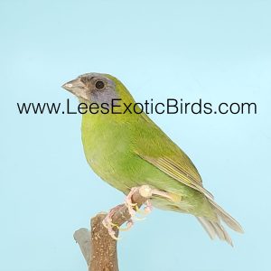 Parrot Finch - Blue Face - Cinnamon img