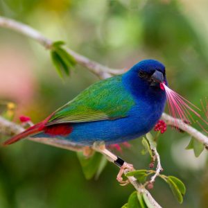 Parrot Finch - Forbes - Coloring Up img