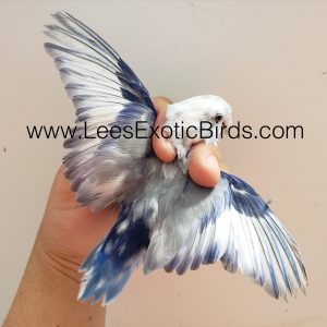 Parrotlet - Pied img