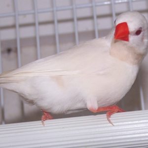 Shaft Tail Finch - Albino img