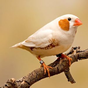Zebra Finch - CFW img