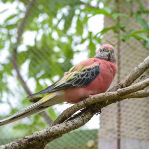 Bourkes Parrot - Rose img