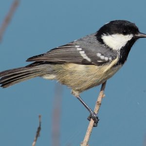 Coal Tit img