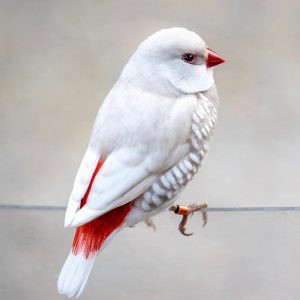 Diamond Firetail - Silver img