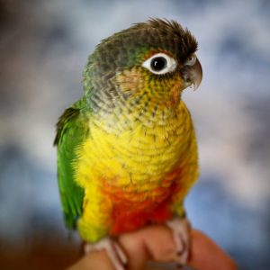 Green Cheeked Conure - Handfed img