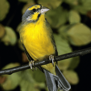 Green Singing Finch img