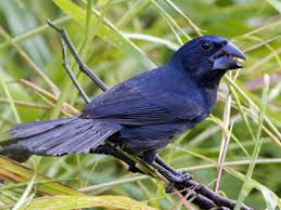 Grosbeak - Blue Black img