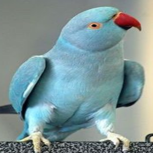Indian Ringneck - Blue Indigo img