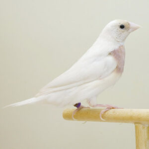 Lady Gouldian - Silver Back/White Back img