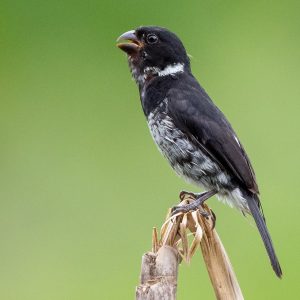 Seedeater - Variable image