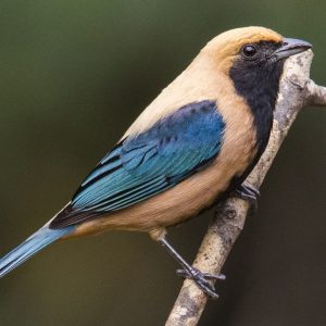Tanager - Burnished Buff img