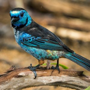 Tanager - Opal Rumped img