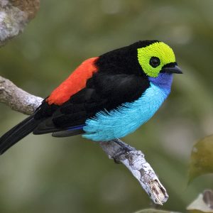 Tanager - Paradise img