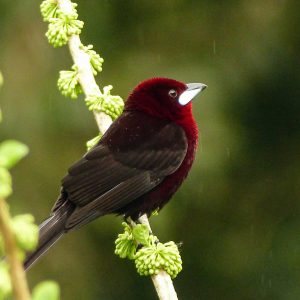 Tanager - Silver Beaked img