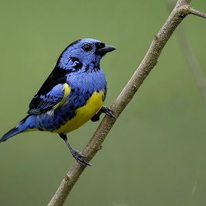 Tanager - Turquoise img