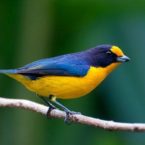 Violaceous Euphonia img