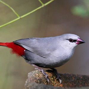 Waxbill - Lavender img