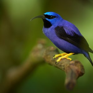 Yellow-Legged Honeycreeper img