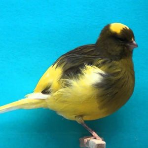 Canary - Border - Yellow/Variegated image