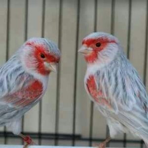 Canary - Red Mosaic Agate image